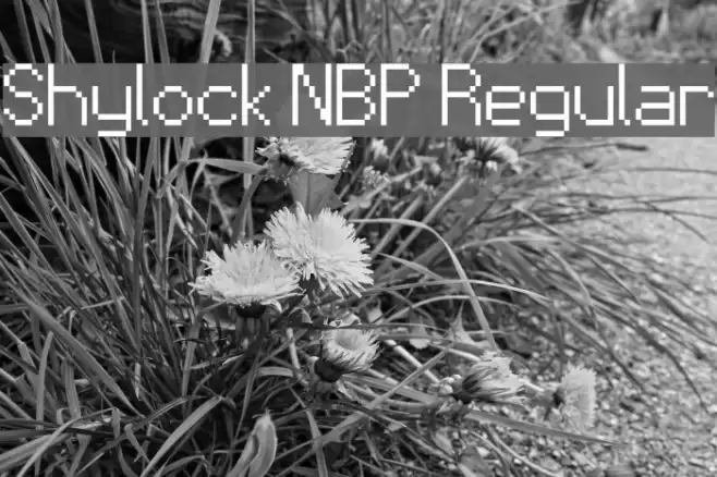 Shylock NBP Regular Font examples