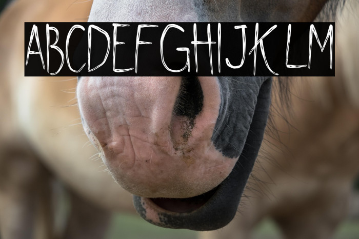 Shywill Seen Example 3