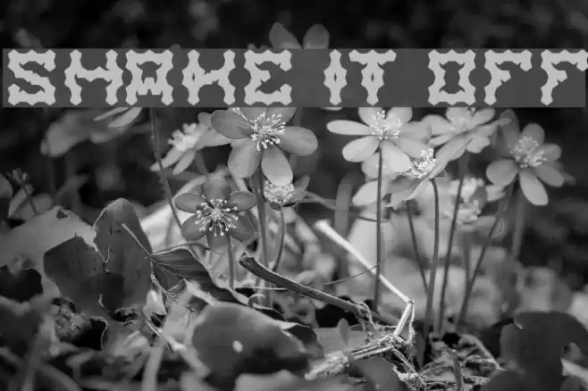 shake it off Font examples