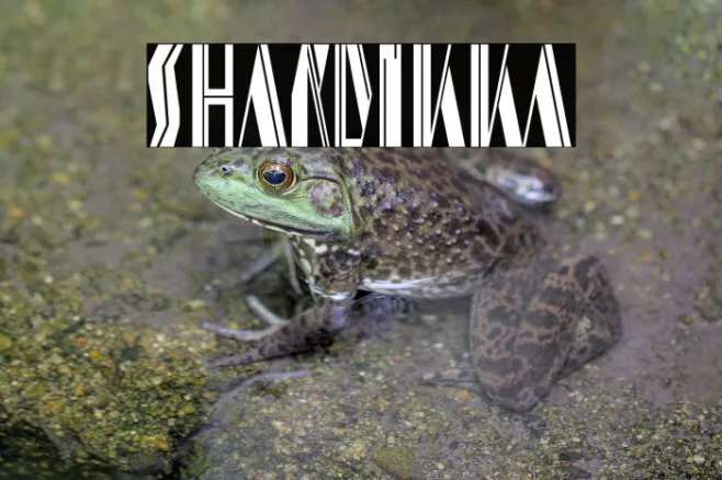 shardikka Example 3