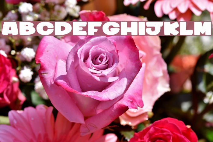 sharky&medusa 1 Font examples