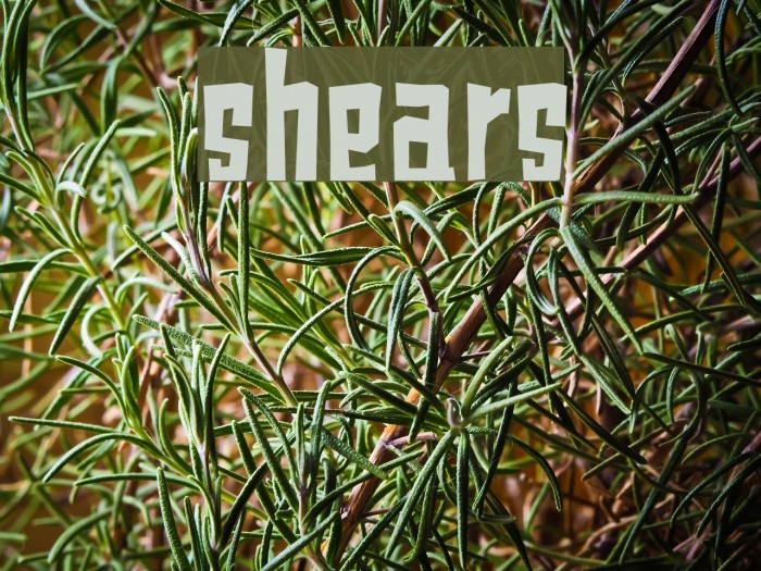 shears Font examples