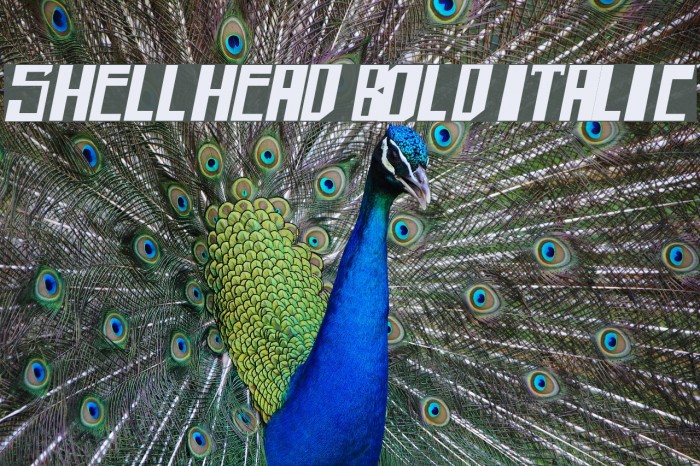 shellhead Bold Italic Шрифта examples