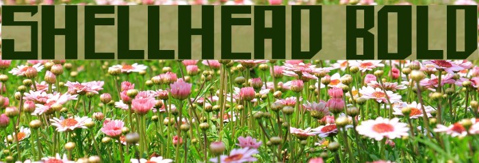 shellhead Bold Example 3