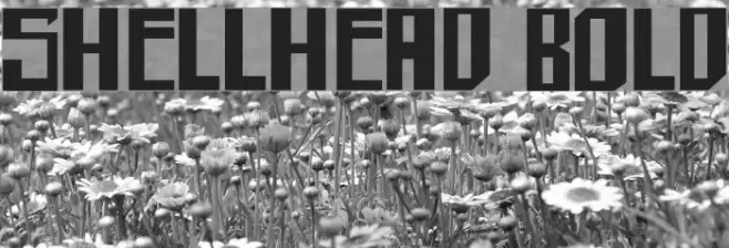 shellhead Bold Font examples