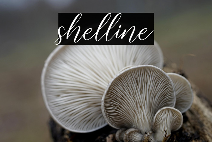 shelline Example 1