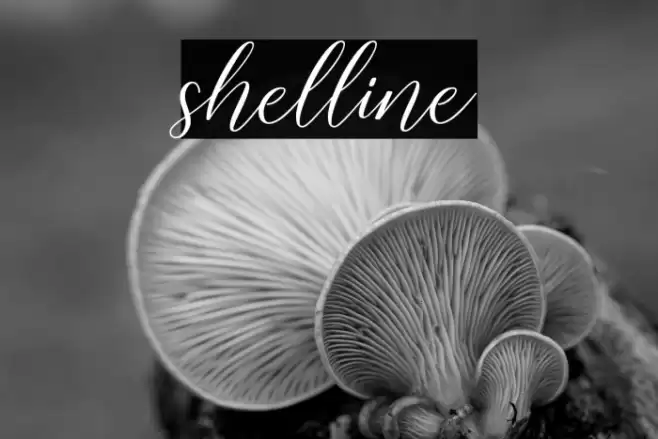 shelline Font examples