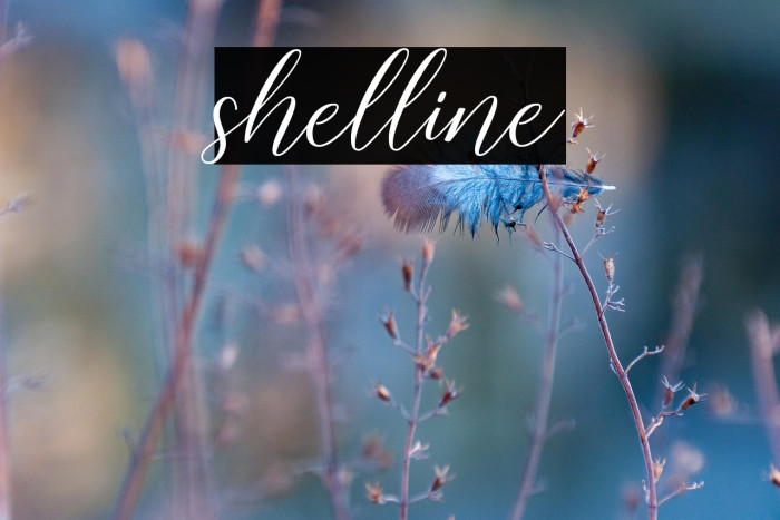 shelline Example 3
