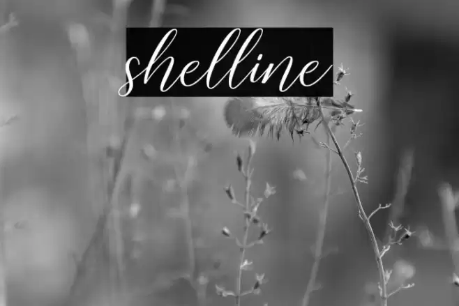 shelline Font examples