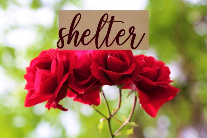 shelter Font examples