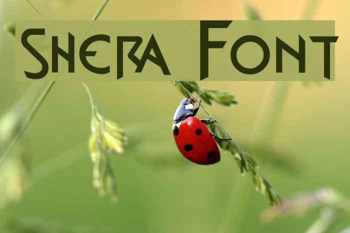 shera Font examples