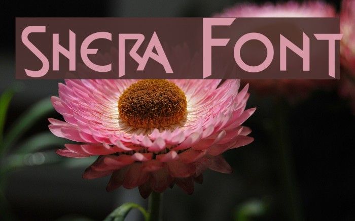 shera Font examples