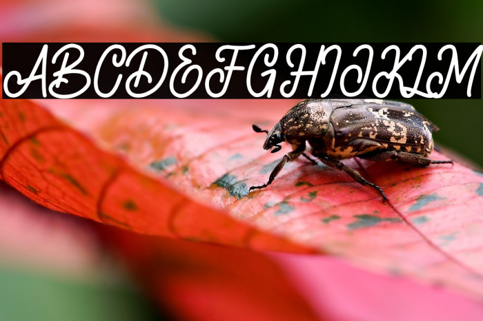 sherlyshane Example 2