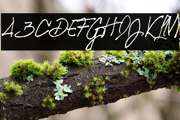 SIBERIAN Personal Use Regular Example 3