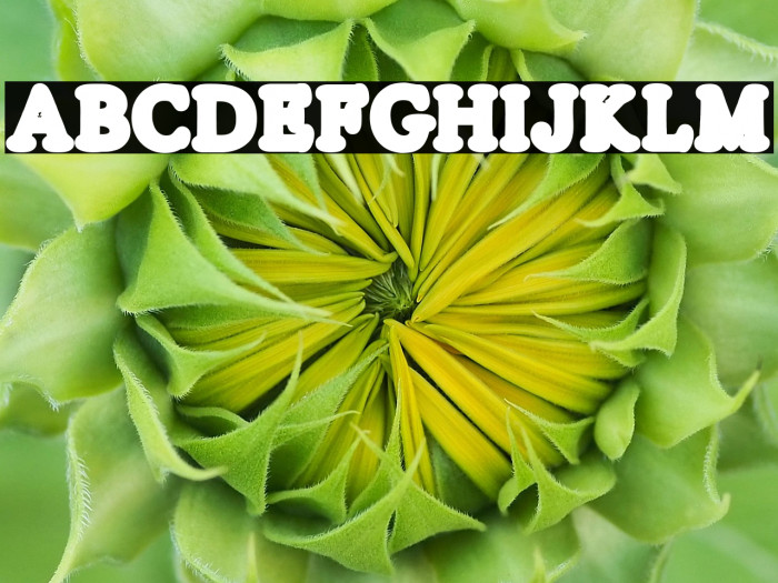 SILVERS LINE PERSONAL USE Regular Example 3