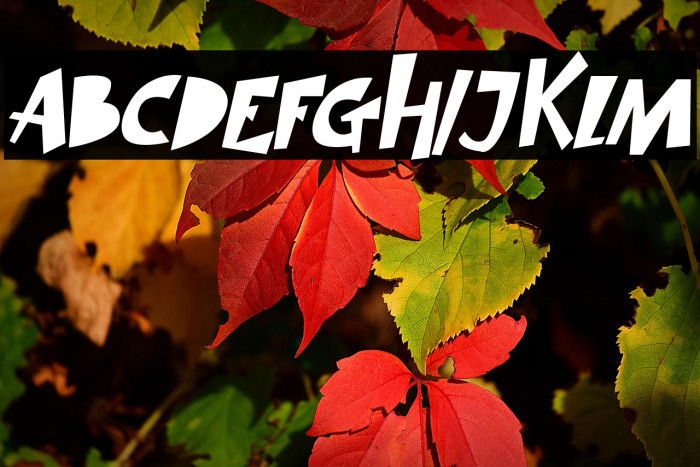 SIMBA KING Italic Example 3