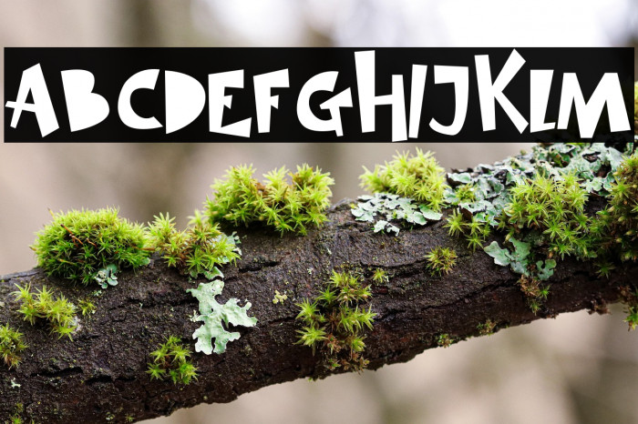 SIMBA KING Example 2