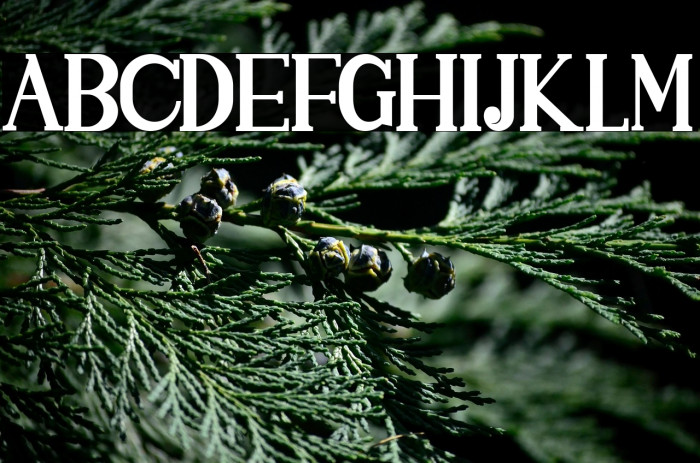 SINGGELPARENTBOLD-Regular Example 1