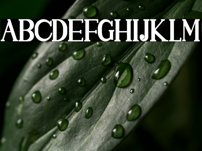 SINGGELPARENTBOLD-Regular Example 1