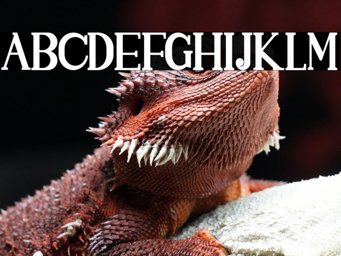 SINGGELPARENTBOLD-Regular Example 2