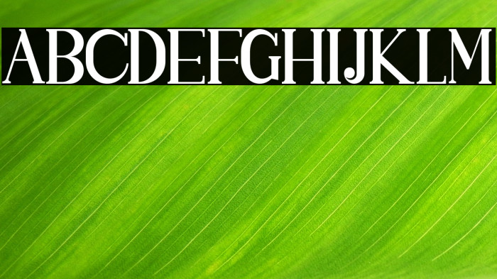 SINGGELPARENTSERIF-Regular Example 2