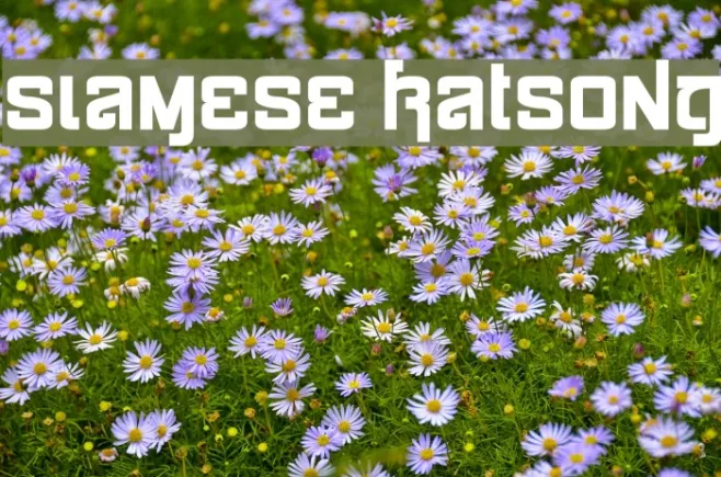 Siamese Katsong Example 3