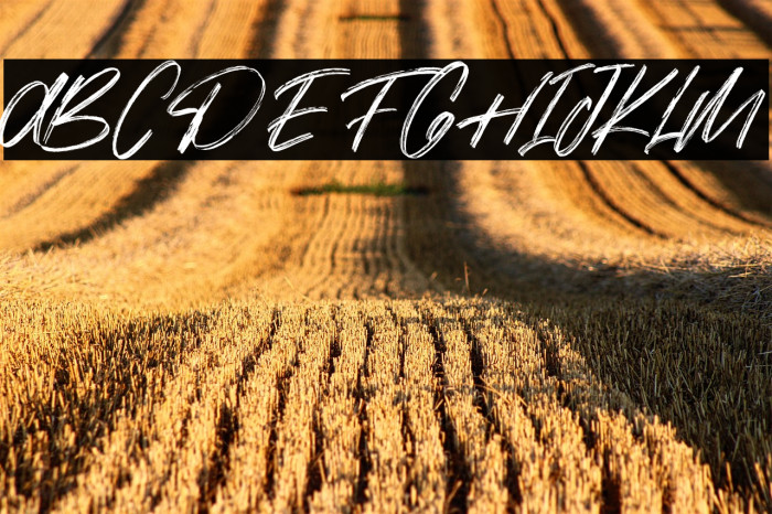 Siarons Free Example 1