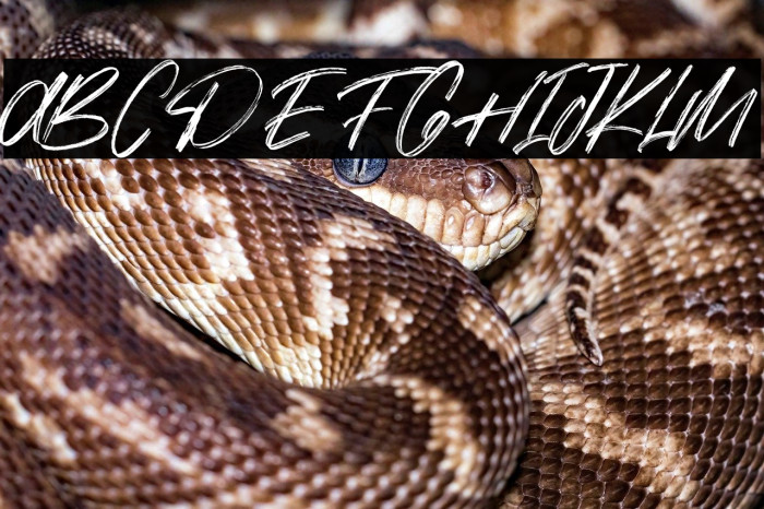 Siarons Free Example 2