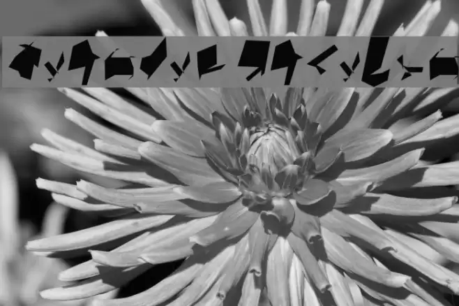 Siberia Oblique Font examples