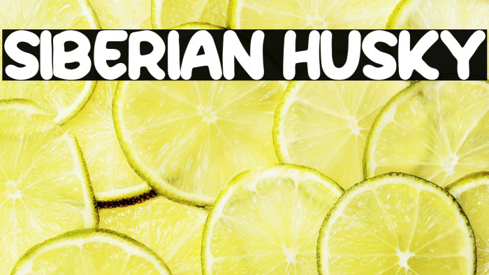 Siberian Husky Example 1