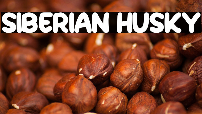 Siberian Husky Example 2