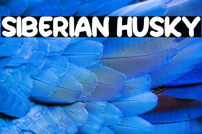 Siberian Husky Example 3