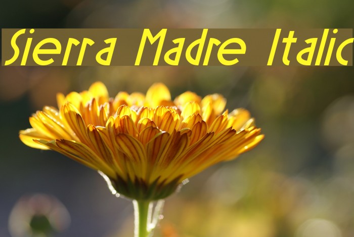 Sierra Madre Italic Fonte examples