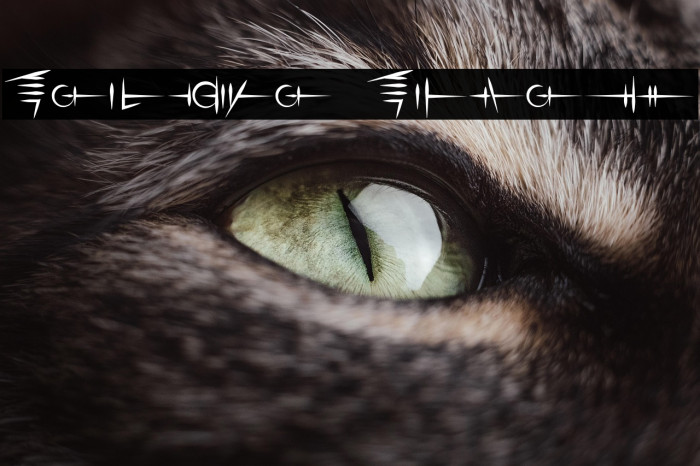 Sigali Script Example 1