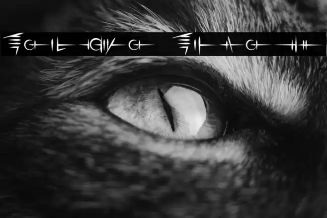 Sigali Script Font examples