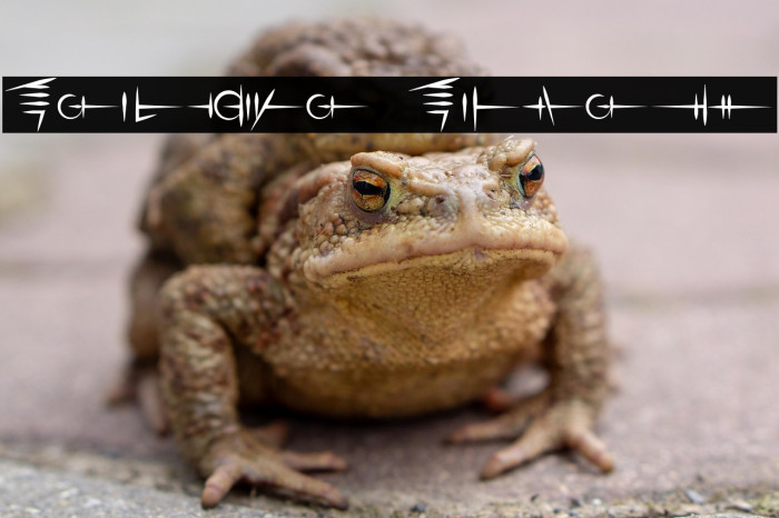 Sigali Script Example 2