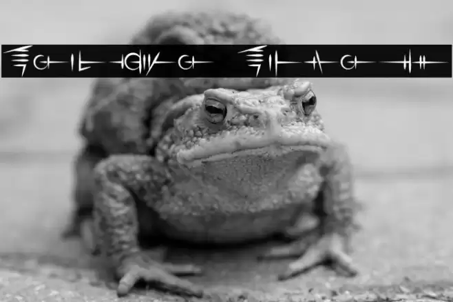 Sigali Script Font examples