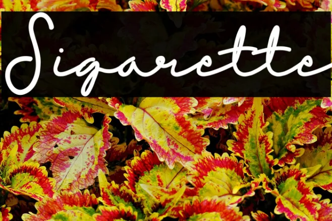 Sigarette Example 2