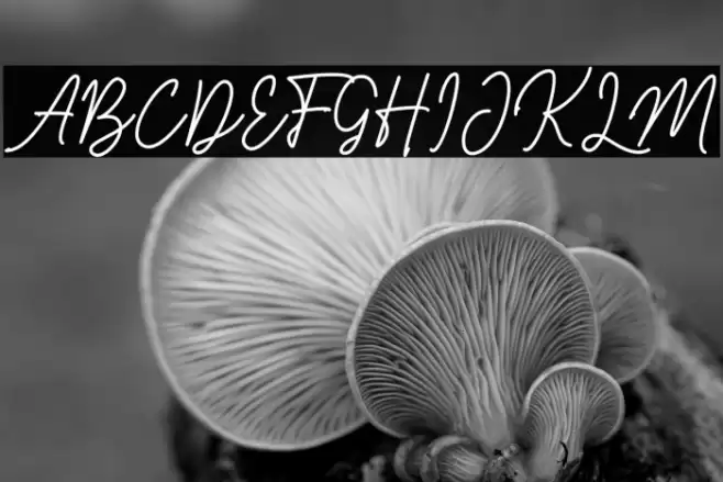 Sigduel Font examples