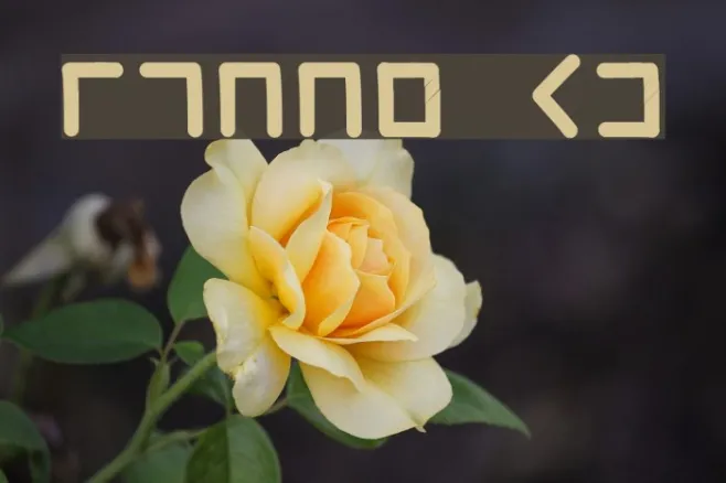 Sighpher Bold Example 2