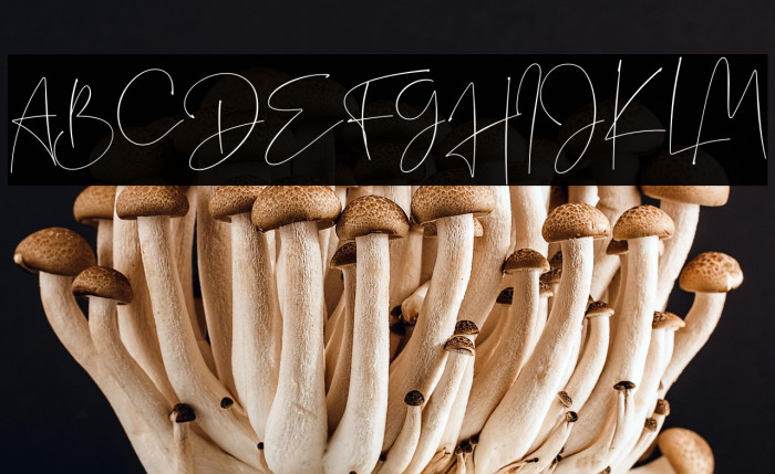 Sightwell Signature Font examples