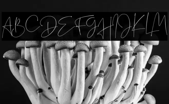 Sightwell Signature Font examples