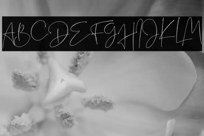 Sightwell Signature Font examples