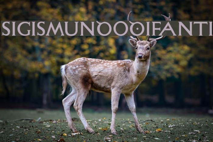 SigismundoDiFanti Font examples