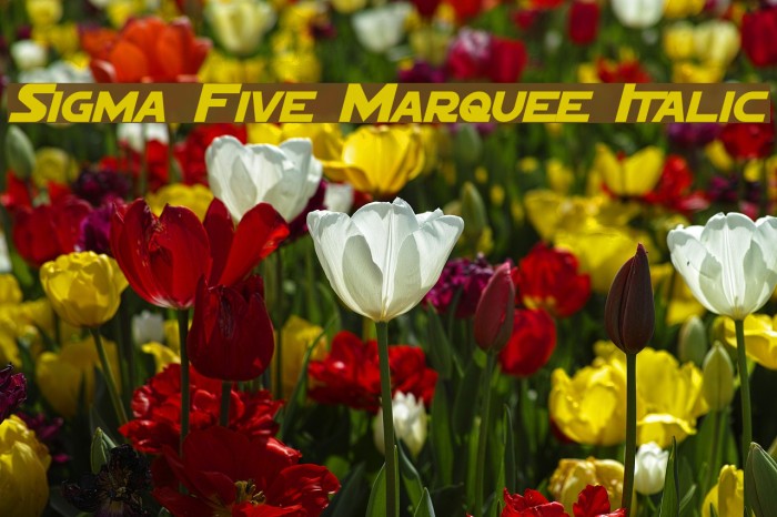 Sigma Five Marquee Italic Font examples