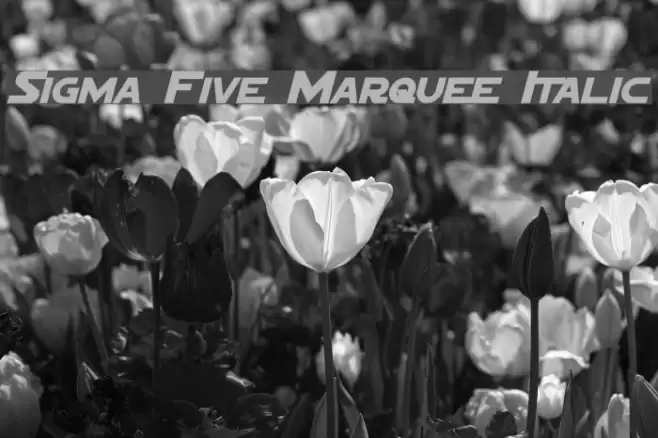 Sigma Five Marquee Italic examples