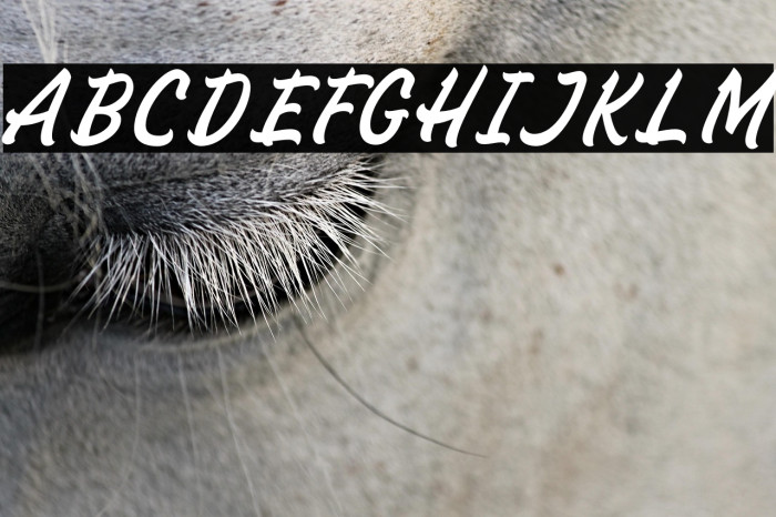 SignPaintohDemo Example 1