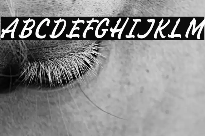 SignPaintohDemo Font examples