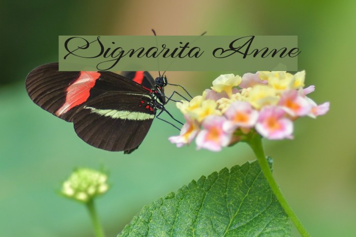 Signarita Anne Example 3