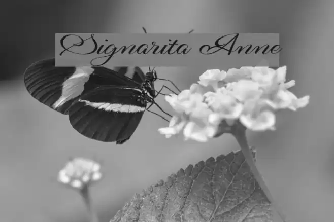 Signarita Anne Font examples